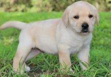 Best of Labrador Retriever puppies for sale to loving homes Image eClassifieds4u 2