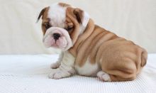 Brilliant English Bulldog puppies for loving homes Image eClassifieds4u 2