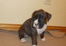 Flashy Brindle, Fawn Boxer puppies for sale Image eClassifieds4u 2