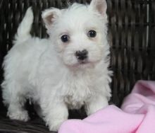 Healthy stunning Westie puppies for sale to loving homes Image eClassifieds4U