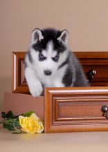Siberian Husky Puppies Image eClassifieds4U
