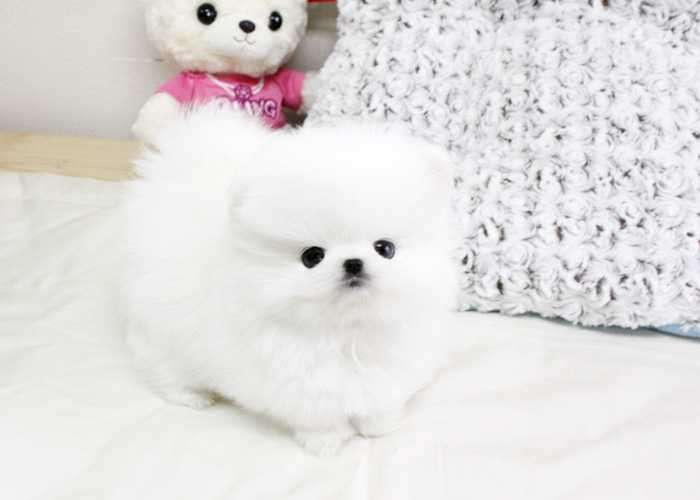 Wonderful Pormeranian Puppies for Sale Image eClassifieds4u