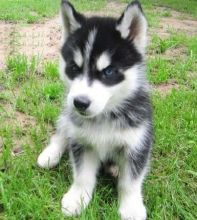 Straight up Blue Eyes Siberian Husky Puppies For Sale