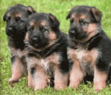 German shepherd puppies akc