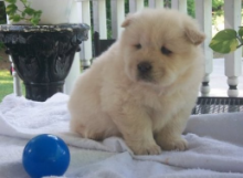 Beautiful Chow Chow Puppys Image eClassifieds4U