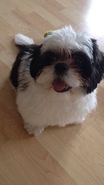 Shi Zhu Puppy looking for new home Image eClassifieds4u