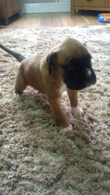 Boxer Puppies if interested, text me using this number (254) 300 - 7865 Image eClassifieds4u