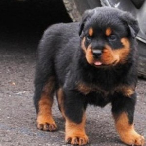 Rottweiler puppies Image eClassifieds4u