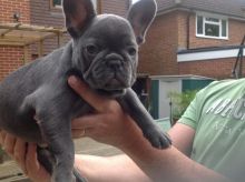Kc Reg Blue French Bulldog Puppies