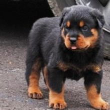 Rottweiler puppies