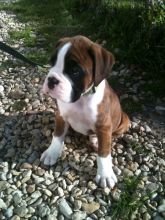 2 Beautiful Kc Bob Tailed Boys and girls Boxer Puppies Left