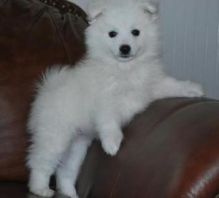 Adorable and playful American Eskimo puppies