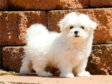 Adorable and playful Maltese puppies