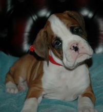 Adorable Female Boxer Needs A Loving Home (254) 300 7865