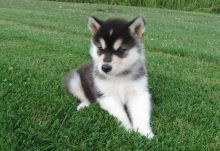 Alaskan Malamute puppies with such amazing personalities