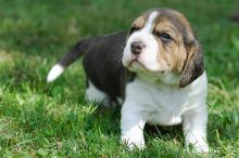 Beagle puppies