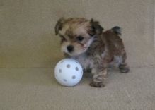 Beautiful Morkie Puppies