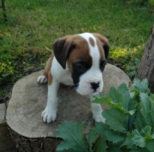Boxer Puppies text me using this number (254)3007865