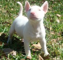Bull Terrier puppies