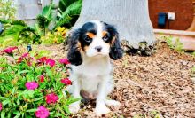 Cavalier King Charles puppies