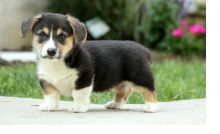 CKC registered Pembroke Welsh Corgi,