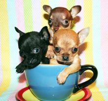 male and female Teacup Chihuahua Puppies