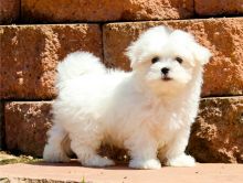 Maltese puppies