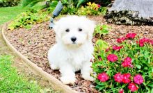 Maltipoo puppies.