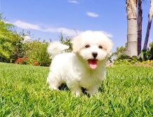 Maltipoo puppies.