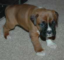 Pedigree Boxer Puppies text me using this number (254)3007865