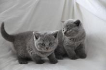 Pedigree Gccf Blue British Shorthair Kittens