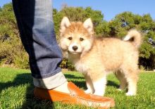 Pomsky puppies