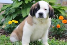 Saint Bernard puppies