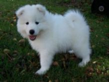 Samoyed puppies