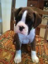 Stunning Boxer Puppies if interested,