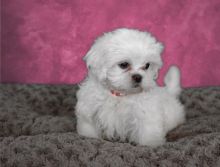 Tiny Shih Tzu puppies.