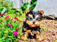 Yorkie Puppies with Sweet disposition.