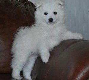 Adorable and playful American Eskimo puppies Image eClassifieds4u