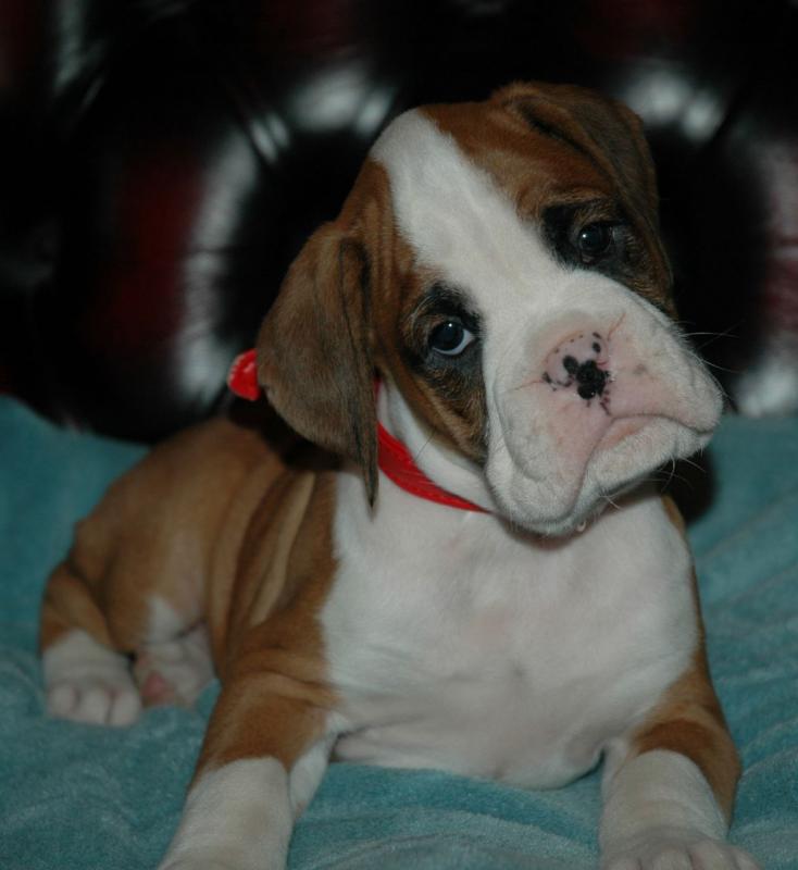Adorable Female Boxer Needs A Loving Home (254) 300 7865 Image eClassifieds4u