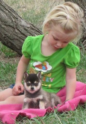 Alaskan Klee Kai -Best to known available Image eClassifieds4u