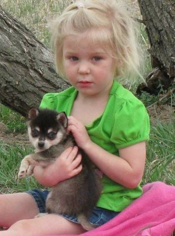 Alaskan Klee Kai -Best to known available Image eClassifieds4u