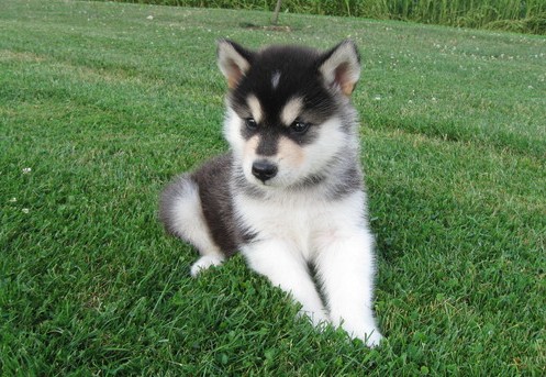 Alaskan Malamute puppies with such amazing personalities Image eClassifieds4u