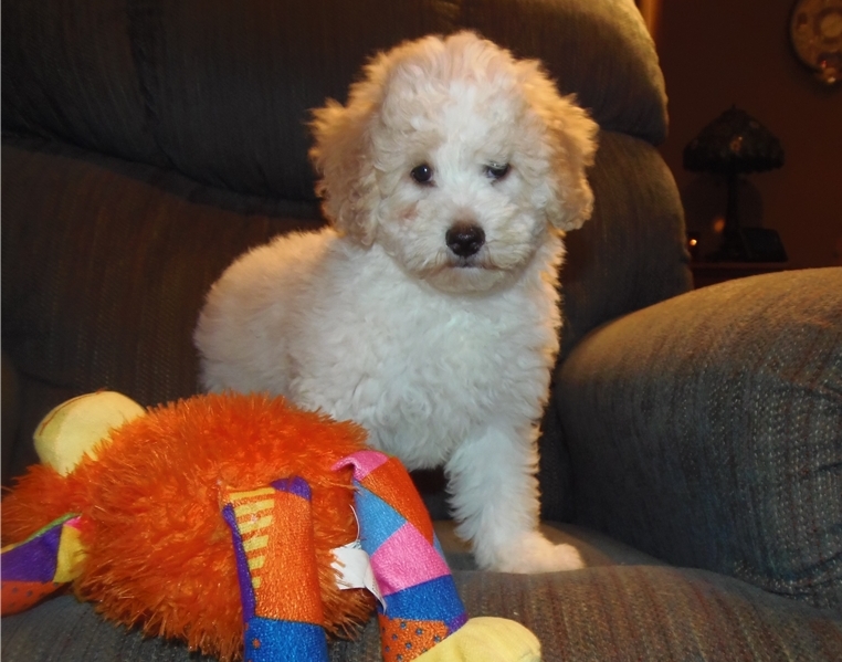 Aussie doodle Pups Image eClassifieds4u