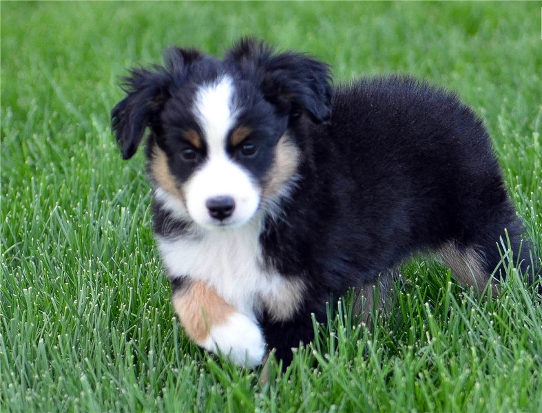 Australian Shepherd Puppies with dual registration. Image eClassifieds4u