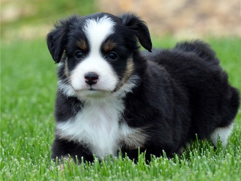 Australian Shepherd Puppies with dual registration. Image eClassifieds4u