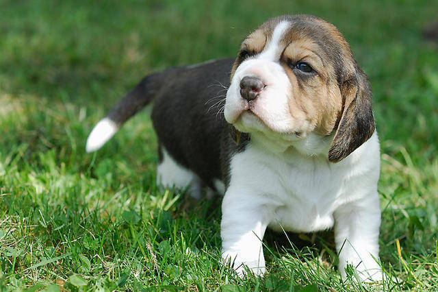 Beagle puppies Image eClassifieds4u