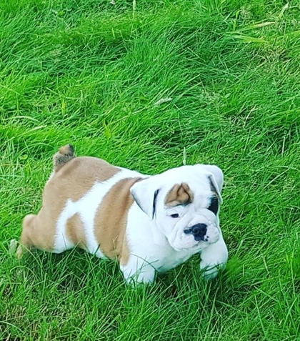 English Bulldog puppies from champion bloodline Image eClassifieds4u