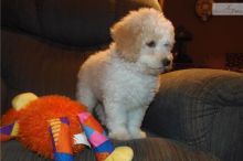 Aussie doodle Pups Image eClassifieds4u 3