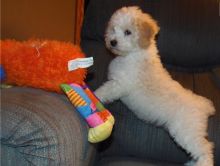 Aussie doodle Pups Image eClassifieds4u 1