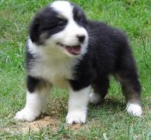 Australian Shepherd pups Image eClassifieds4U